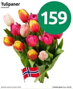 Joker Tulipaner tilbud
