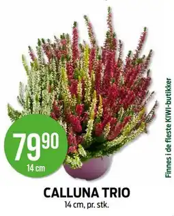 Kiwi CALLUNA TRIO tilbud