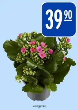 Rema 1000 ILDTOPP ROSE FLOWE tilbud