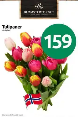 Joker Tulipaner tilbud