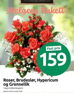 Joker Roser, Brudeslør, Hypericum og Grennellik tilbud