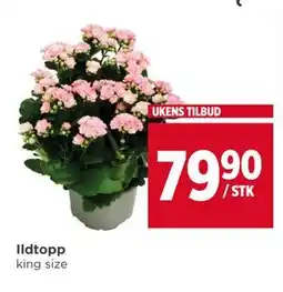 Meny Ildtopp tilbud