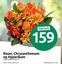 Joker Roser, Chrysanthemum og Hyperikum tilbud
