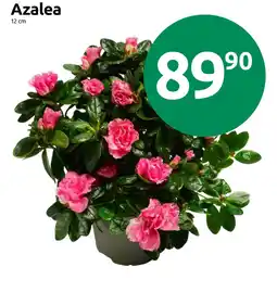 Joker Azalea tilbud