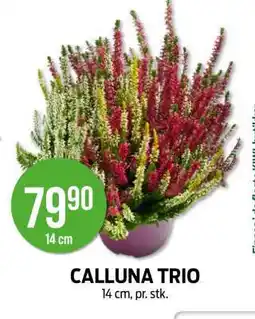 Kiwi CALLUNA TRIO tilbud