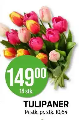 Kiwi Tulipaner tilbud