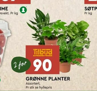 Coop Mega Grønne planter tilbud