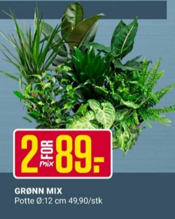 Europris Ukjent plante tilbud