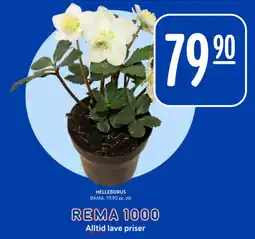 Rema 1000 Helleborus tilbud