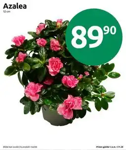 Joker Azalea tilbud