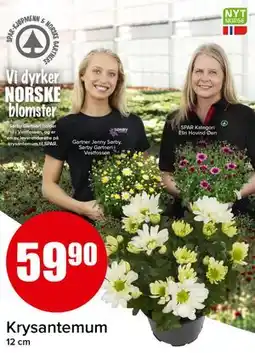 Spar Krysantemum tilbud
