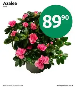 Joker Azalea tilbud