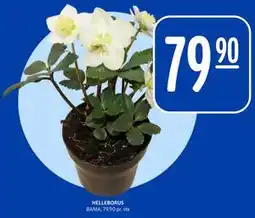 Rema 1000 HELLEBORUS tilbud