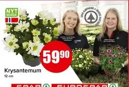 Spar Krysantemum tilbud