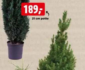 21 cm potte