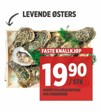 Meny Levende østers tilbud