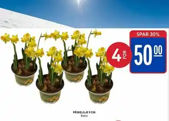 Rema 1000 Påskelilje 9 cm tilbud