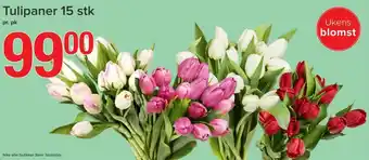 Eurospar Tulipaner 15stk tilbud