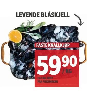 Meny Levende blåskjell tilbud