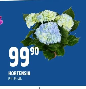 Coop Obs Hortensia tilbud