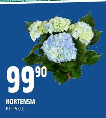 Coop Obs Hortensia tilbud