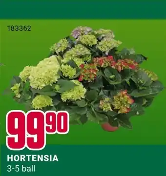 Europris Hortensia tilbud
