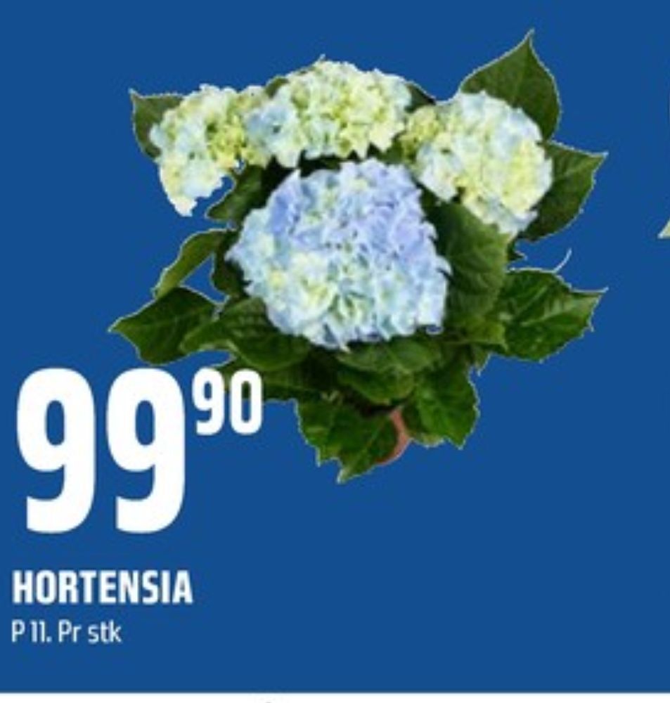 Coop Obs Ukjent plante tilbud