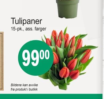 Joker Tulipaner tilbud