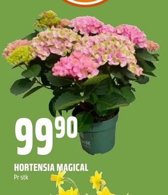 Coop Obs Hortensia magical tilbud