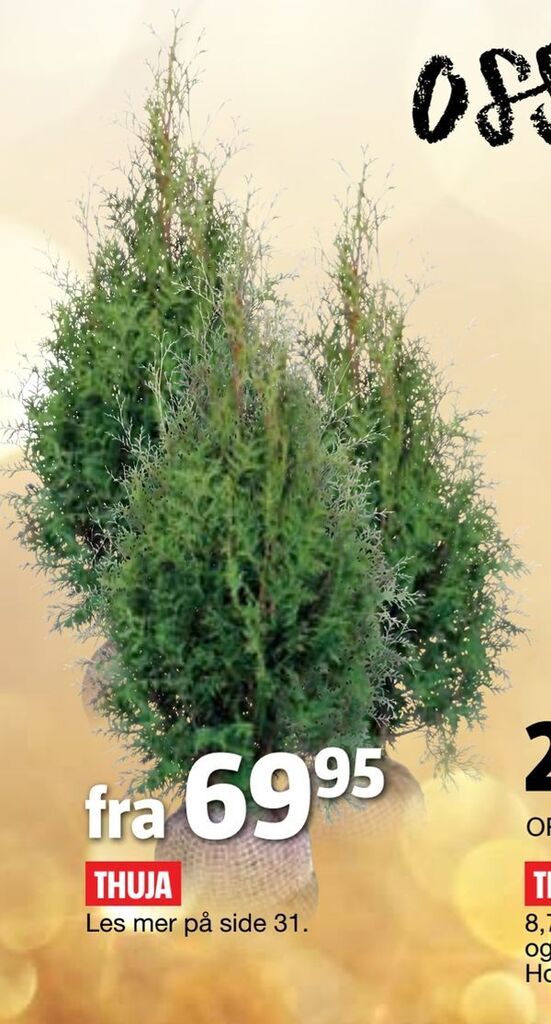 Bauhaus Thuja tilbud