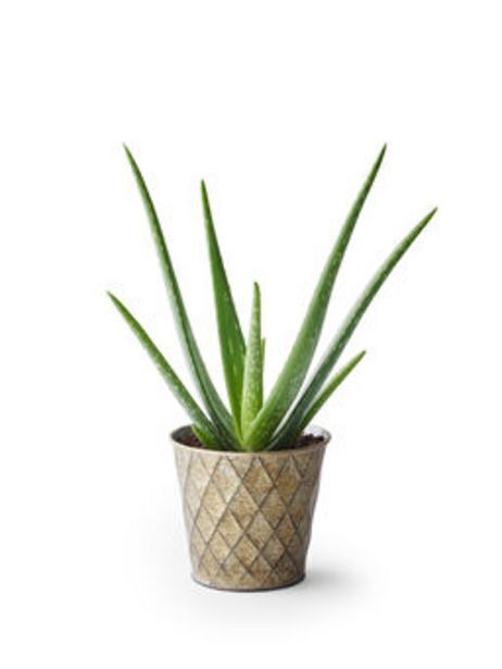 Aloe Vera Plante Plantasjen