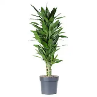 Plantasjen Draketre 'janet lind' tilbud