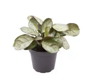Plantasjen Bønneplante mini tilbud