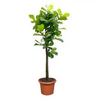 Plantasjen Fiolinfiken på stamme tilbud