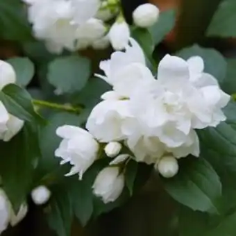 Plantasjen Skjærsmin 'snowbelle' tilbud