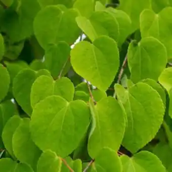 Plantasjen Hjertetre tilbud