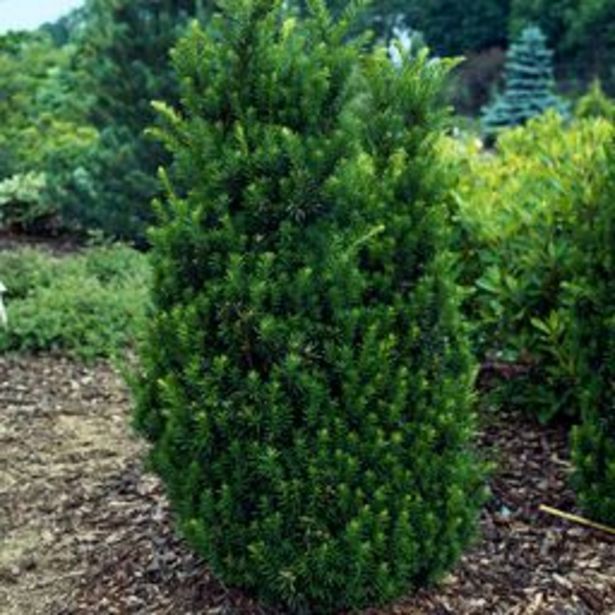 Barlind Plantasjen