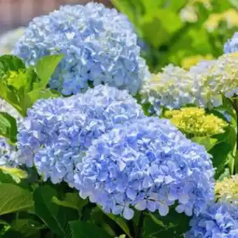 Plantasjen Hortensia tilbud