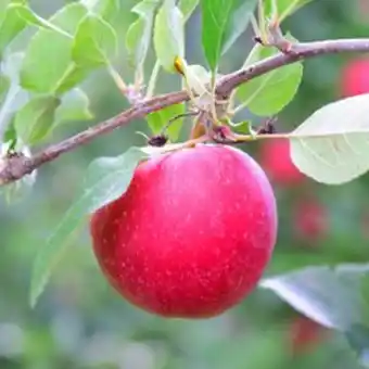 Plantasjen Eple 'rødhette' mm106 tilbud