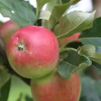 Plantasjen Eple 'katja' mm106 tilbud