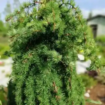 Plantasjen Hengelerk 'stiff weeper' tilbud