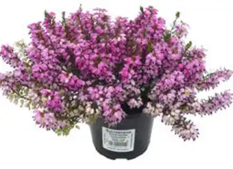 Plantasjen Vårlyng tilbud