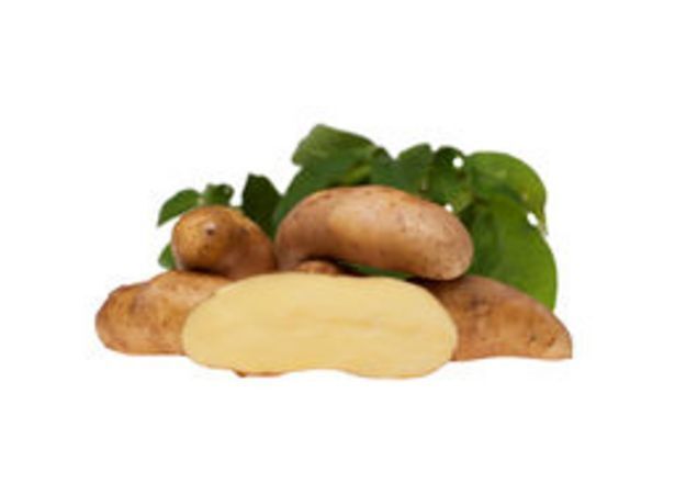 Plantasjen Settepotet 'mandel' tilbud