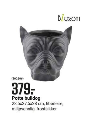 Europris Potte bulldog tilbud