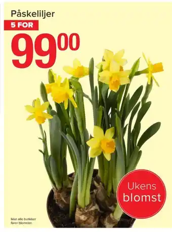 Ukjent plante
