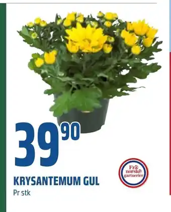 Coop Obs Krysantemum gul tilbud