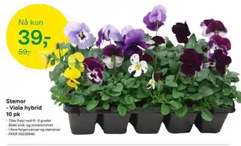 Felleskjøpet Stemor - Viola hybrid 10 pk tilbud
