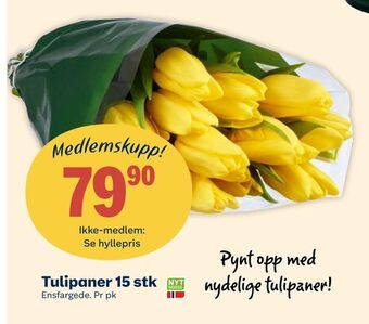 Coop Extra Tulipaner 15 stk tilbud