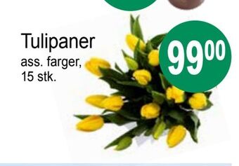 Joker Tulipaner tilbud