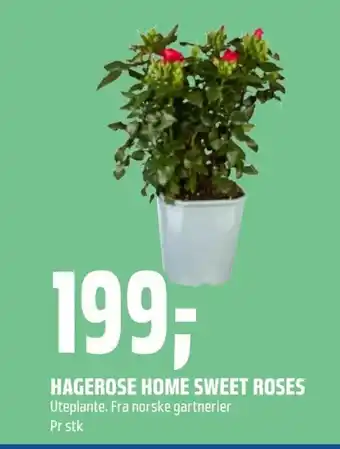 Coop Obs Hagerose home sweet roses tilbud